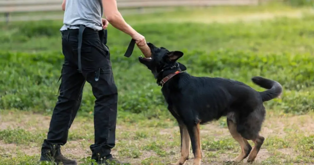 How to Train a German Shepherd Puppy