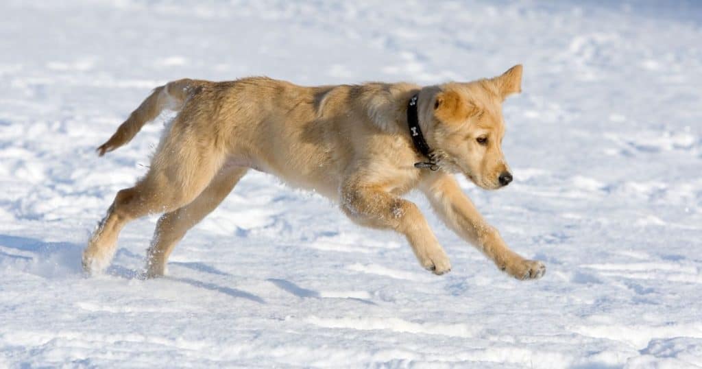 How to Train a Golden Retriever Puppy