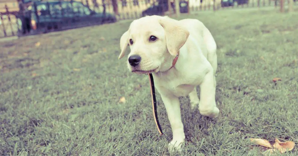 How to Train a Labrador Retriever Puppy