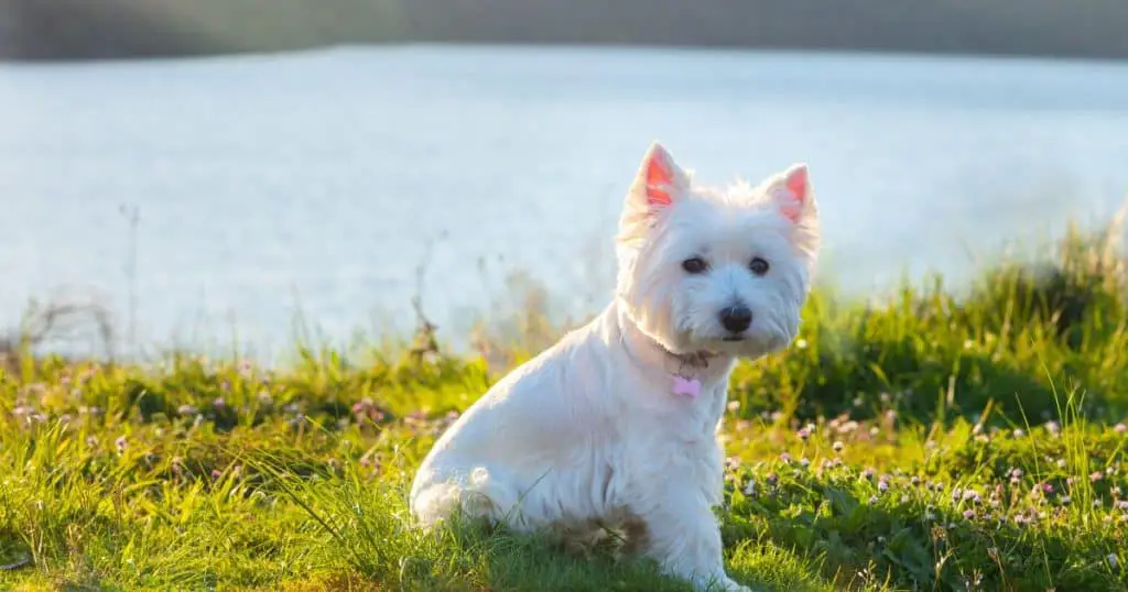 Hypoallergenic Breeds - Small White Fluffy Dogs