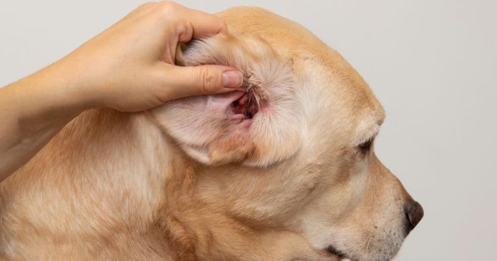 Identifying Irritation After Grooming - Dogs Ears Irritated After Grooming