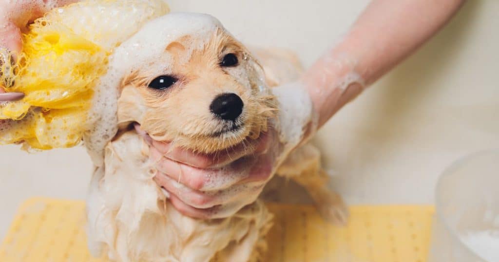 Impact of Bathing and Shampoos - Dog Itching After Grooming