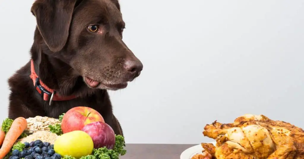 Importance of Balanced Diet in Dogs - Health and Nutrition Tips for Fluffy Dogs