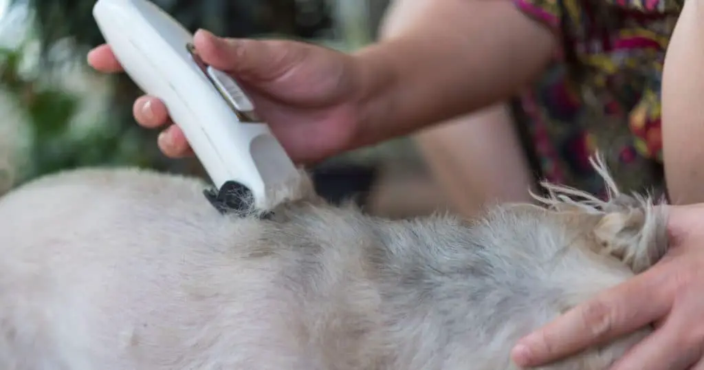 Key Features to Look for in Dog Grooming Clippers - Best Dog Grooming Clippers for Home Use