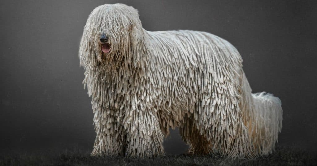 Komondor - Dog Breed Grooming Charts