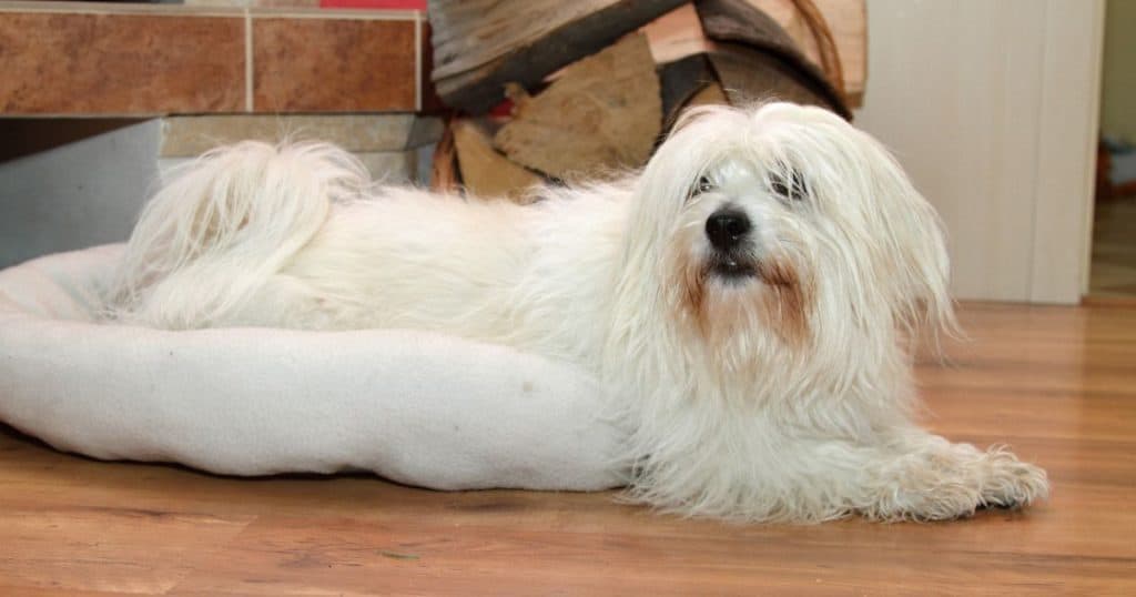 Living with a Coton de Tulear