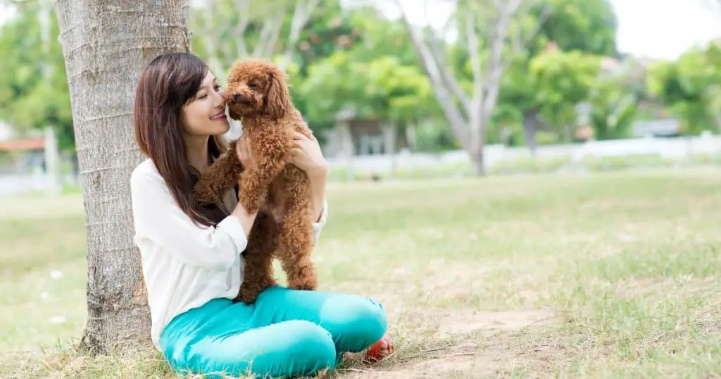 Living with a Poodle Understanding Their Needs - Poodle Health Issues