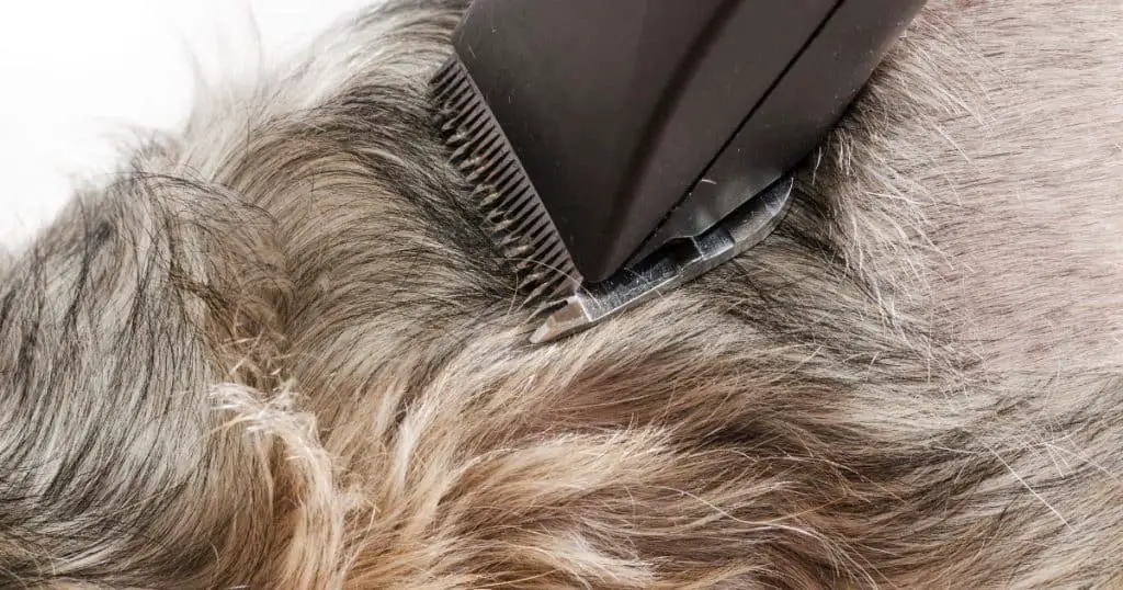 Maintaining Grooming Routine - Wire Hair Dog Grooming
