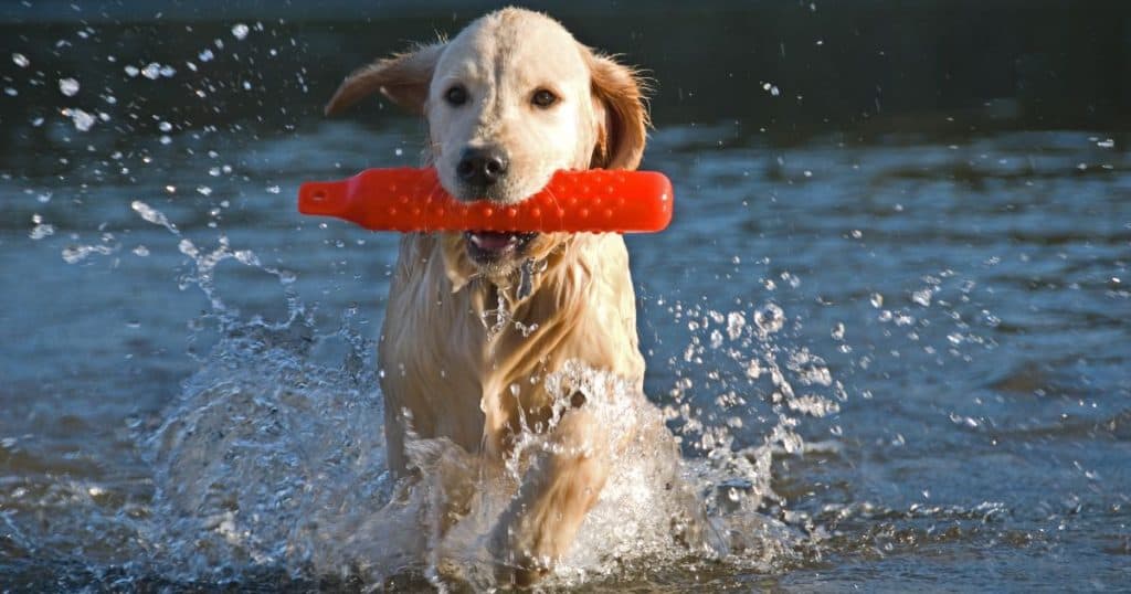 Maintaining Training as Your Puppy Grows - How to Train a Golden Retriever Puppy