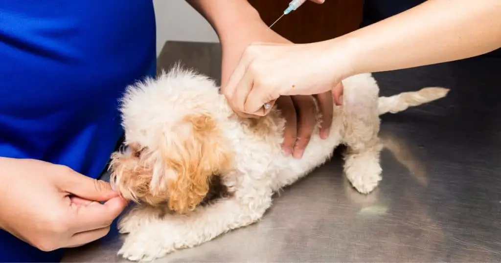 Medical Treatments for Poodles with Arthritis - Poodle Arthritis Pain