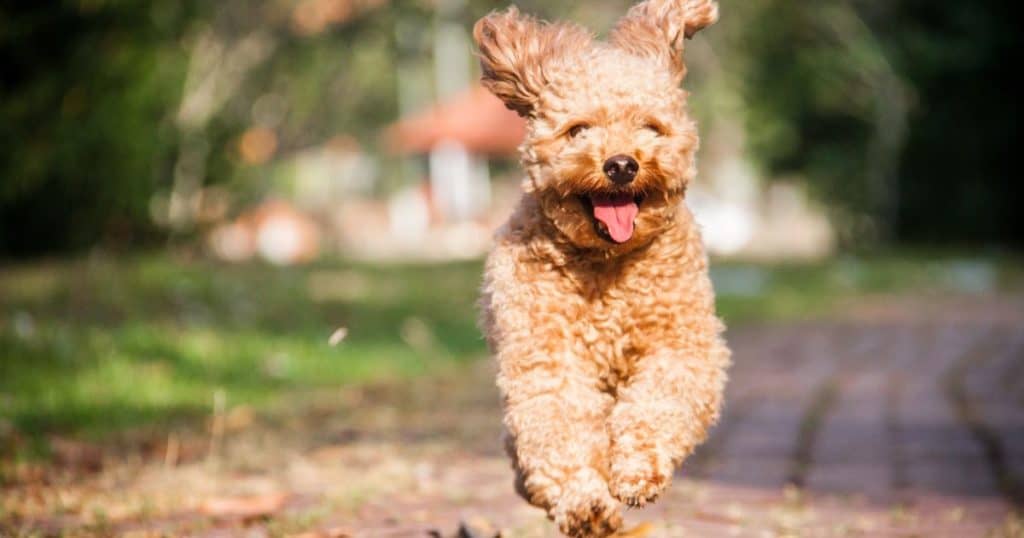 Monitoring Growth and Health - Poodle Head Growth