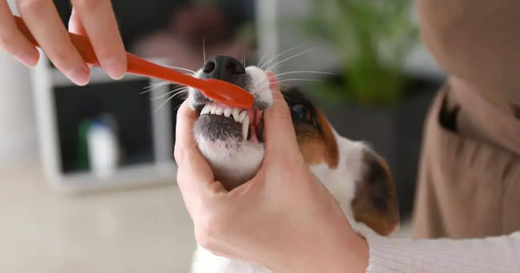 Nail and Teeth Care - All Breed Dog Grooming