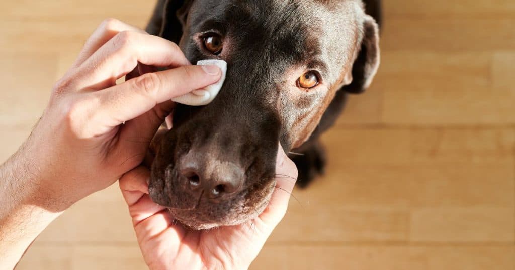 Natural Remedies for Itching - Dog Itching After Grooming