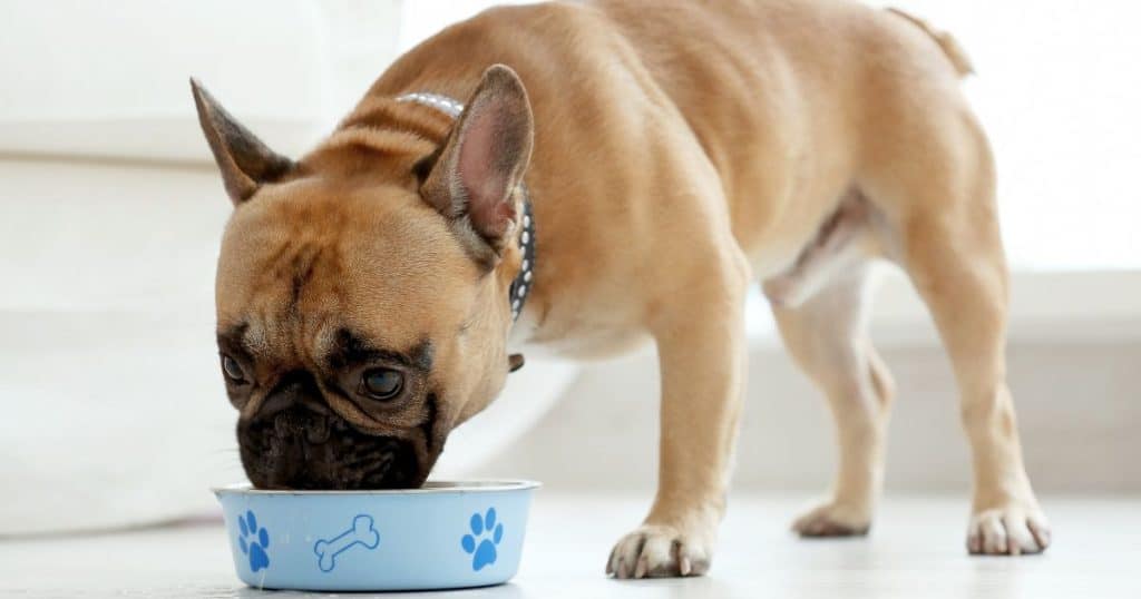 Oats as a Potential Allergen for Dogs - Are Dogs Allergic to Oats