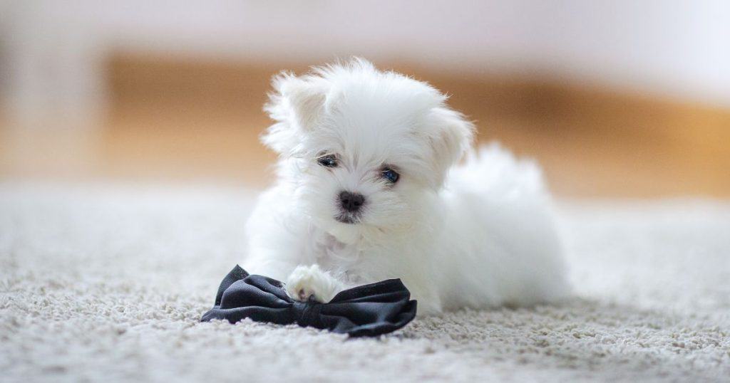 Overview of Small White Fluffy Dogs