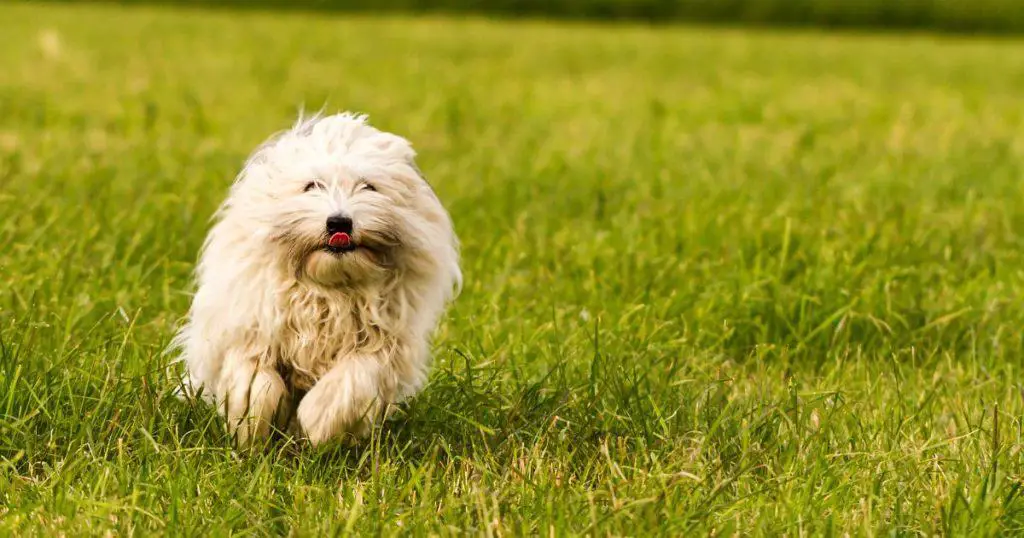 Physical Characteristics About Coton de Tulear