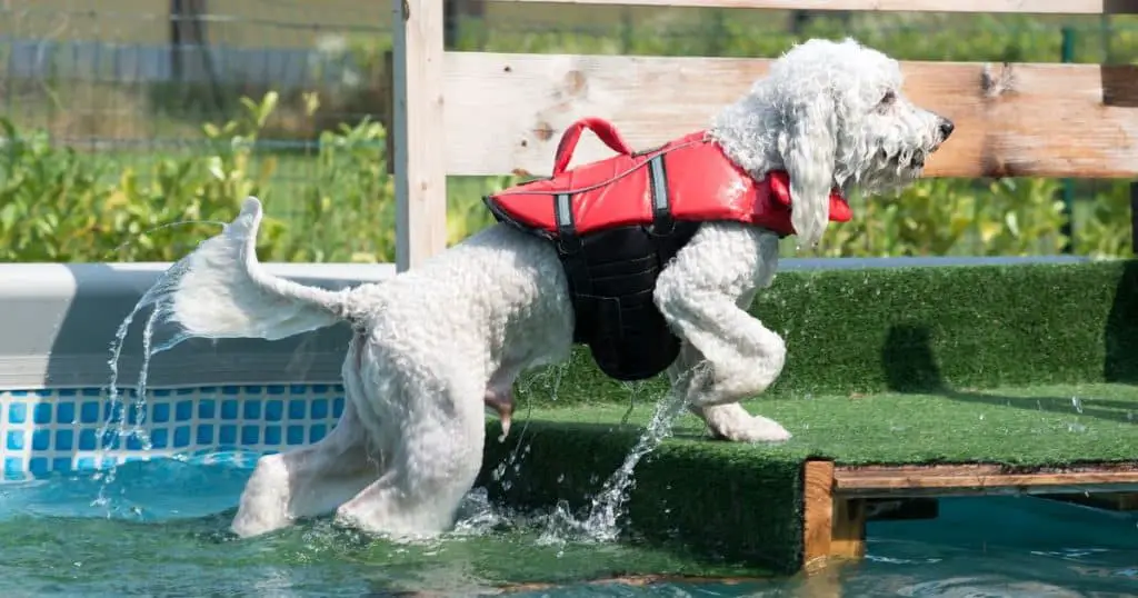Physical Traits and Swimming - Can Poodle Swim