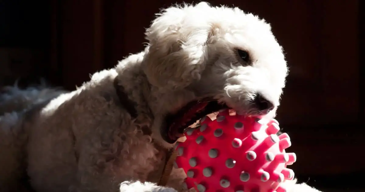 Poodle Biting and Chewing: 5 Ways to Stop Destructive Behavior