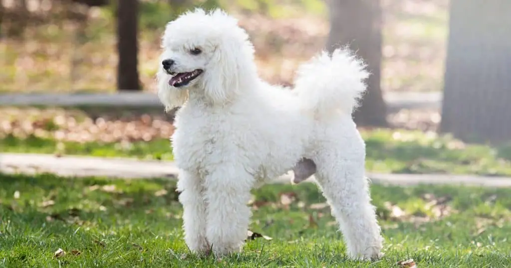 Poodle Breeds and Their Health Concerns - Poodle Health Issues