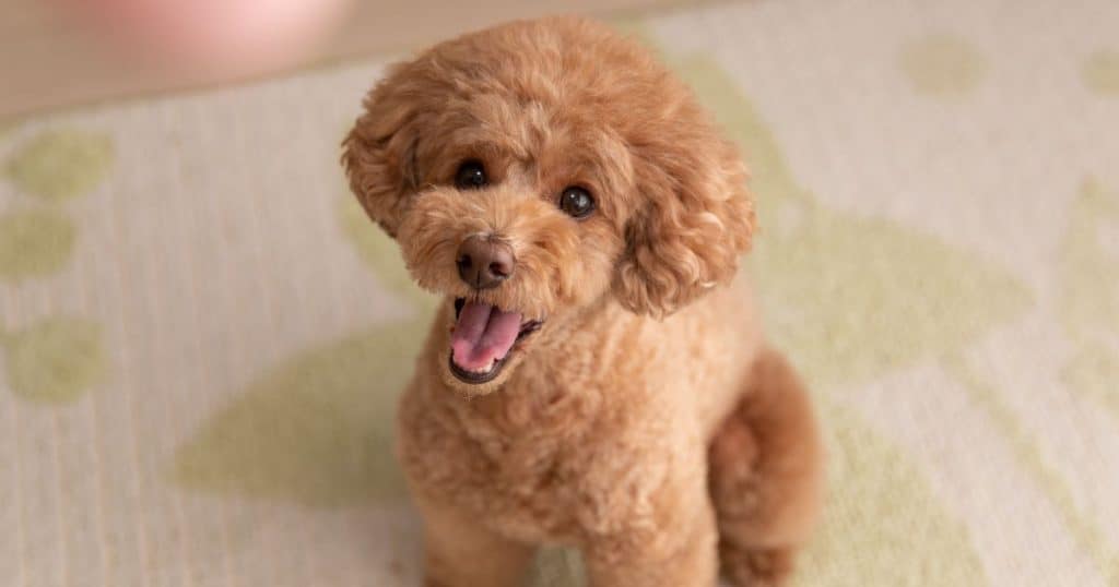 Poodle - Dog Breed Grooming Charts
