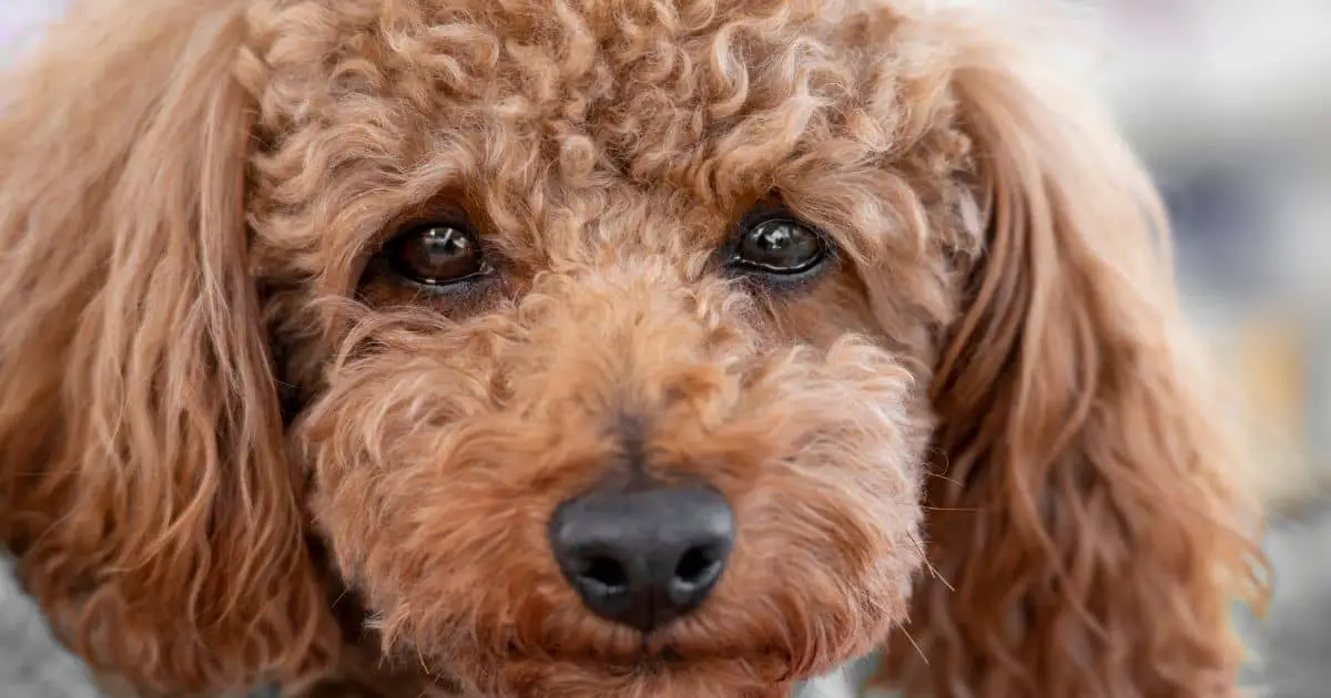 Poodle Eye Infection Causes, Symptoms, and Treatments - A Professional Guide