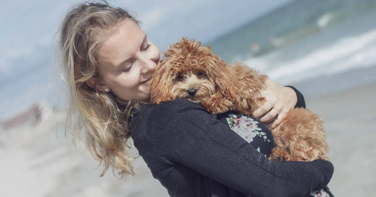 Poodle Fear and Stress 5 Ways to Soothe Your Anxious Pup