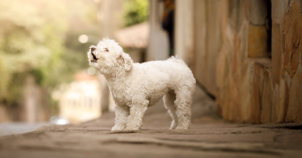 Poodle Separation Anxiety How to Soothe Your Stressed-out Pup Best Guide