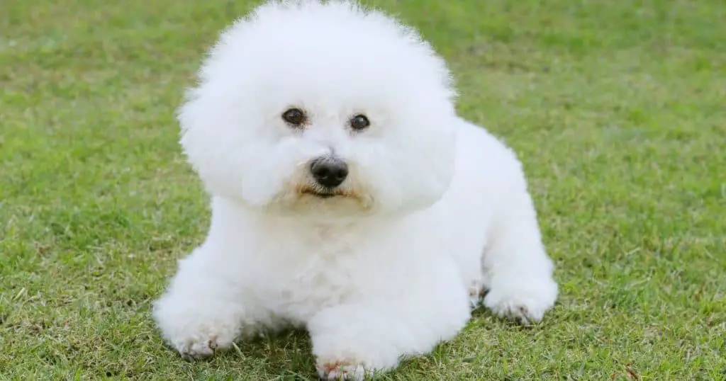 Popular Breeds - Small White Fluffy Dogs