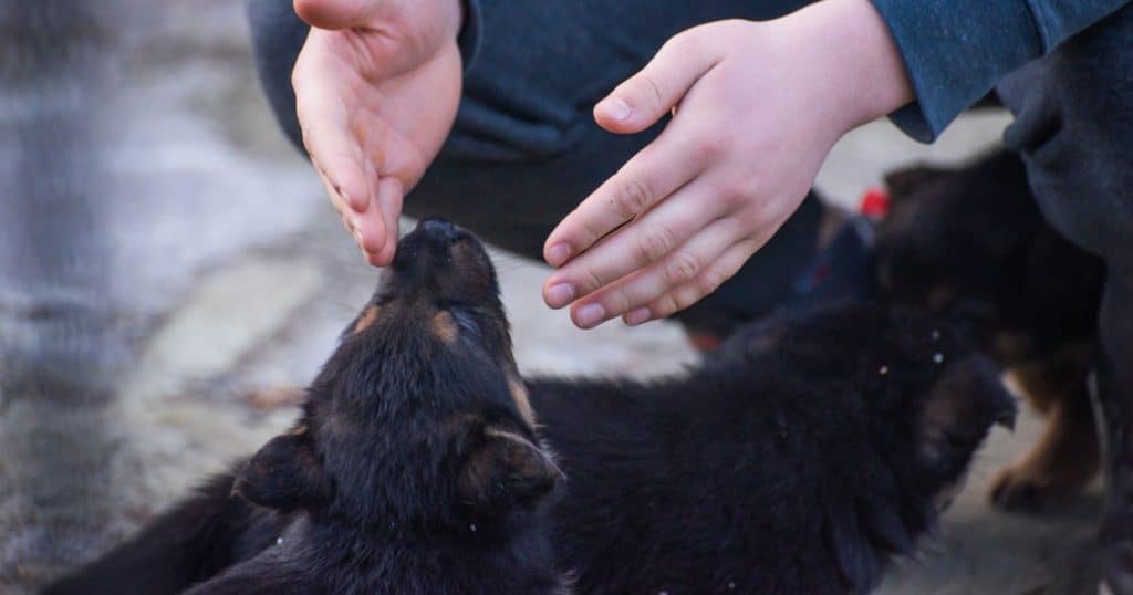 Positive Reinforcement Techniques - How to Train a German Shepherd Puppy