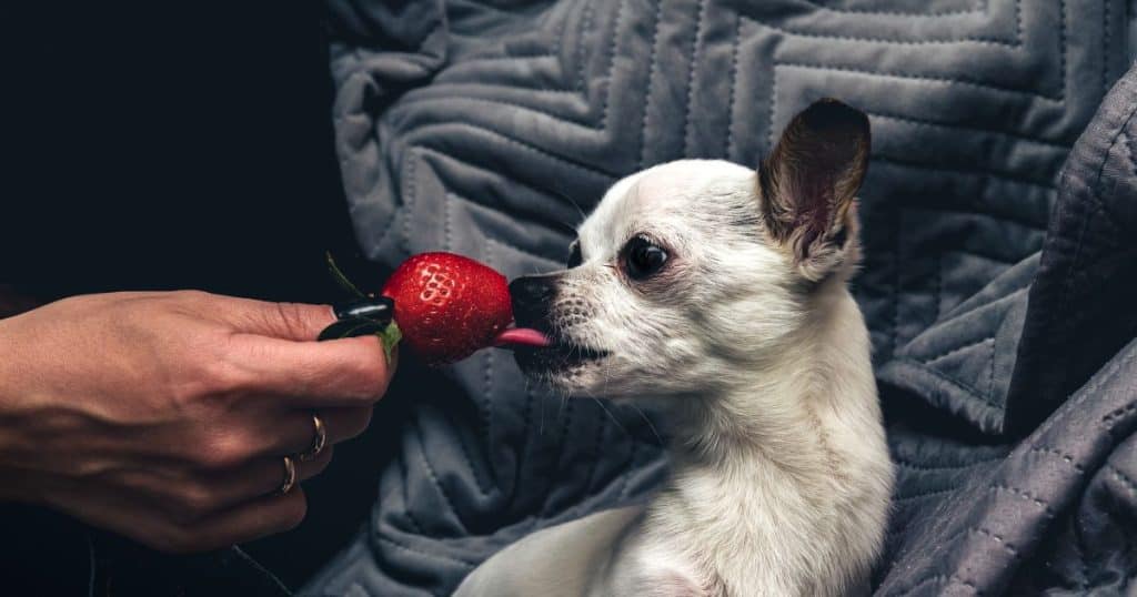 Potential Benefits of Strawberries for Dogs - Are Dogs Allergic to Strawberries