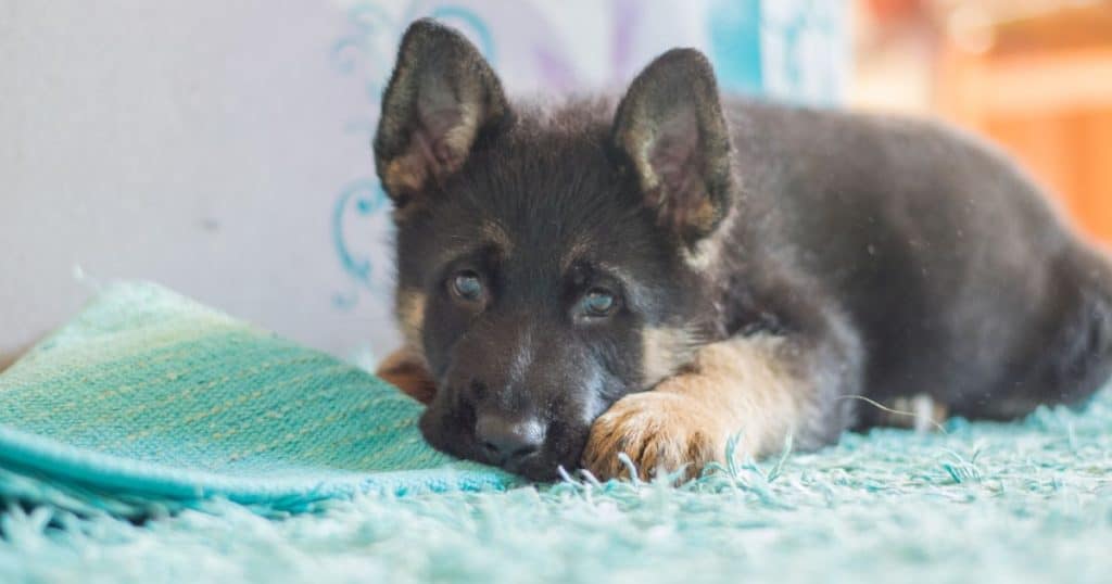 Potty Training Your Puppy - How to Train a German Shepherd Puppy