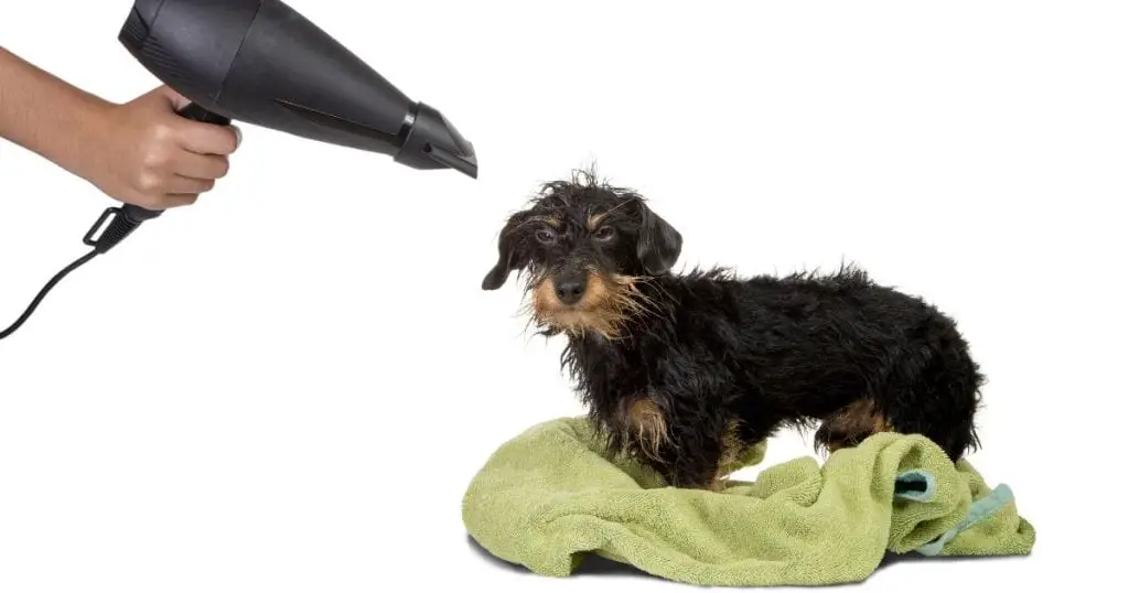 Pre-Grooming Preparations - Wire Hair Dog Grooming
