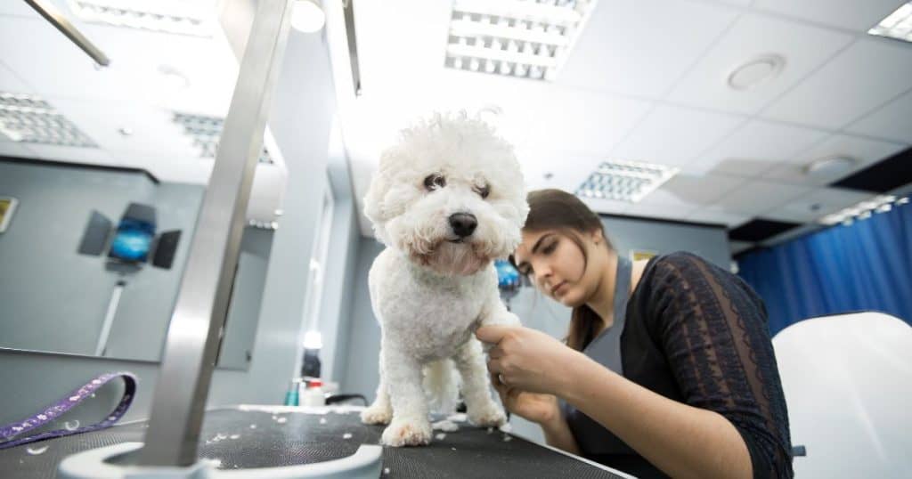 Preparation for Grooming - How to Calm Dog for Grooming