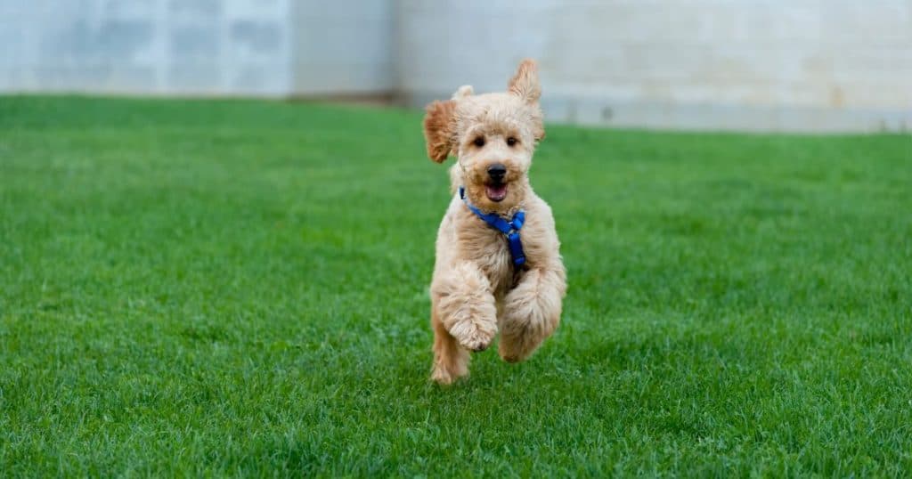 Preventing Arthritis in Poodles - Poodle Arthritis Pain