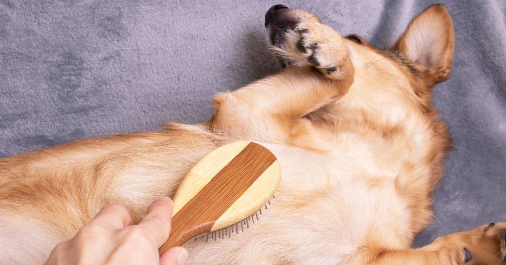 Preventing Itching After Grooming - After Grooming Dog Itching