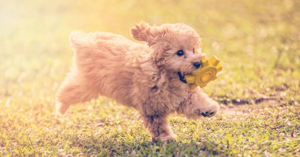 Preventing and Controlling Biting - Poodle Biting and Chewing