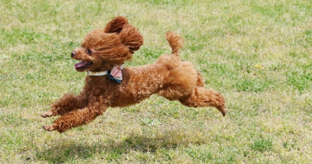 Prevention and Management of Aggression - Are Poodle Aggressive Behavior