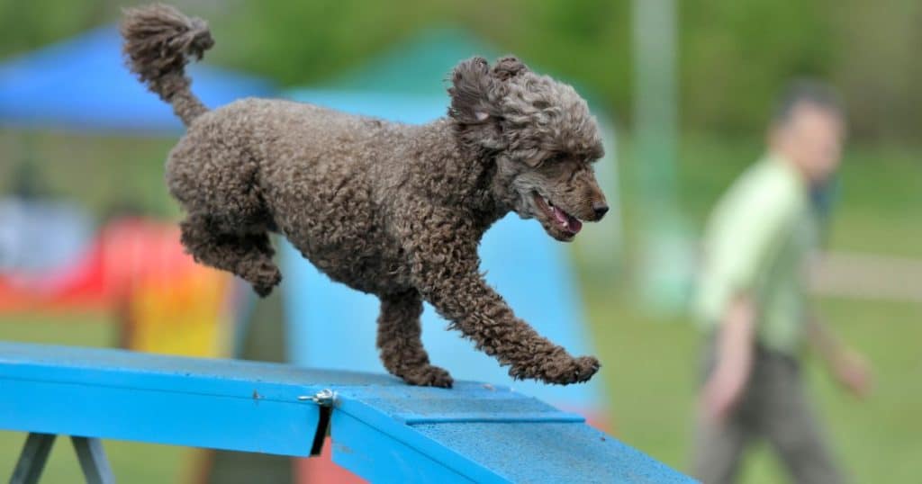 Prevention and Management of Diarrhea in Poodles - Poodle Diarrhea