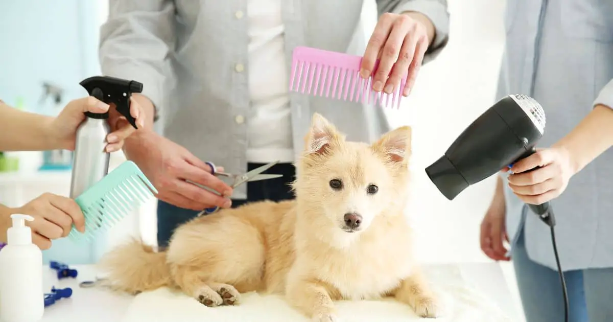 Professional All Breed Dog Grooming: Tips and Tricks
