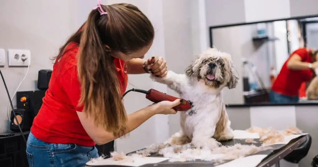 Professional Assistance - How to Calm Dog for Grooming