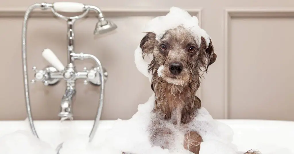 Professional Dog Grooming Services - What Is Included in Dog Grooming