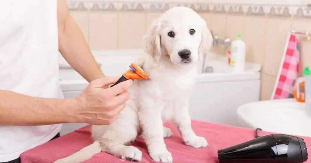 Professional Grooming Vs. Home Grooming - Dog Breed Grooming Charts