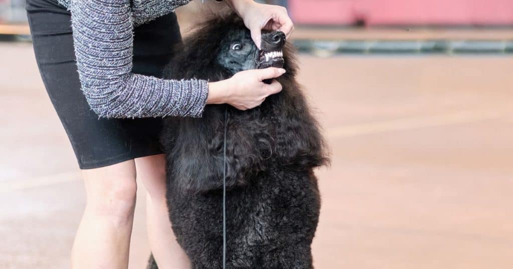 Professional Help and Training - Poodle Biting and Chewing