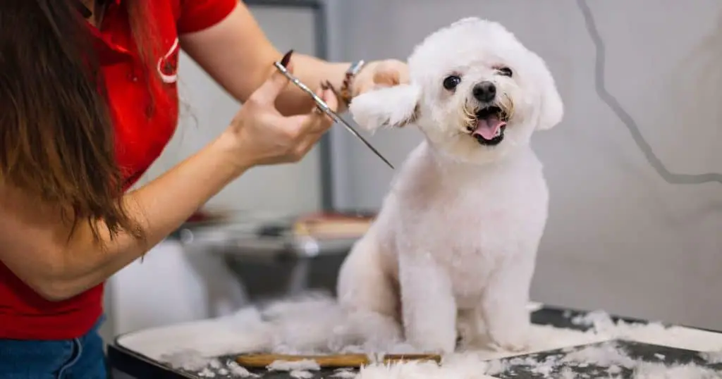 Professional Poodle Mix Grooming Styles