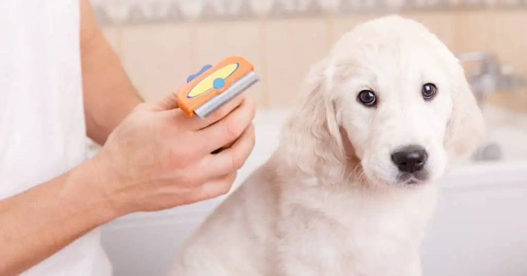Professional vs. Home Grooming - Best Dog Grooming Kit