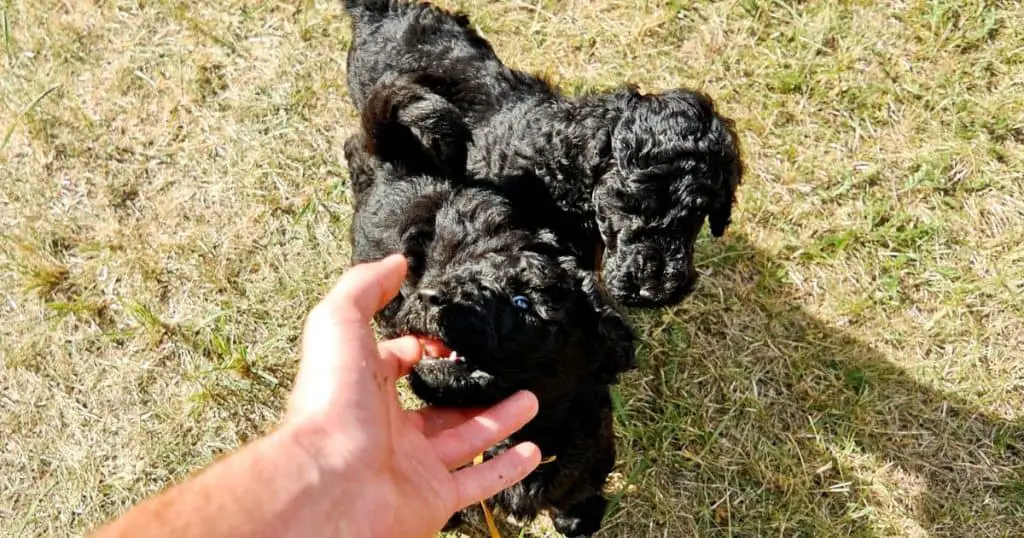 Puppy Biting vs. Adult Biting - Poodle Biting and Chewing