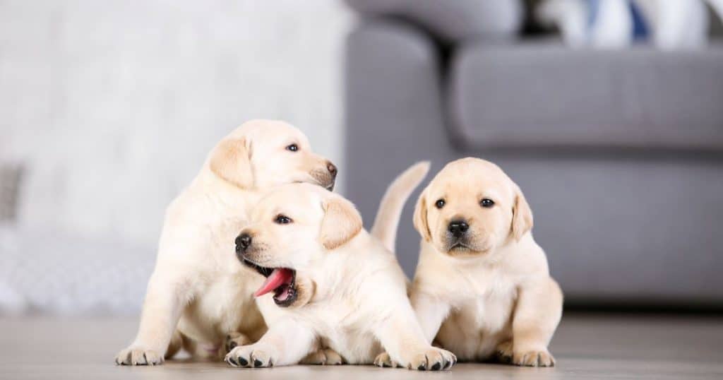 Puppy Proofing Your Home - How to Train a Labrador Retriever Puppy