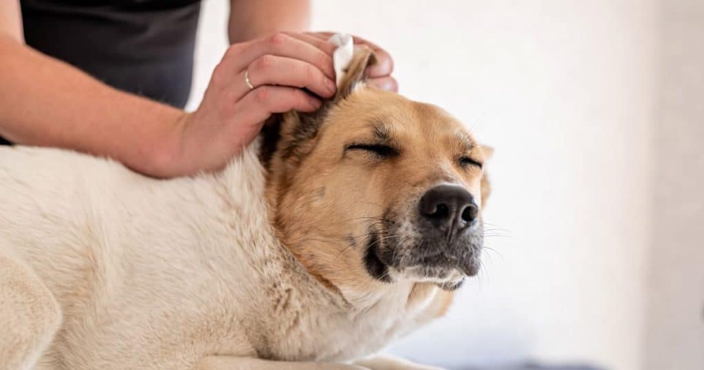 Reasons Why Your Dogs Ears Irritated After Grooming