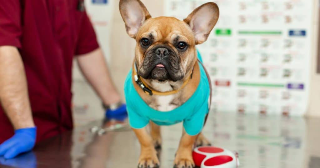 Regular Vet Checkups - How to Train a Bulldog Puppy