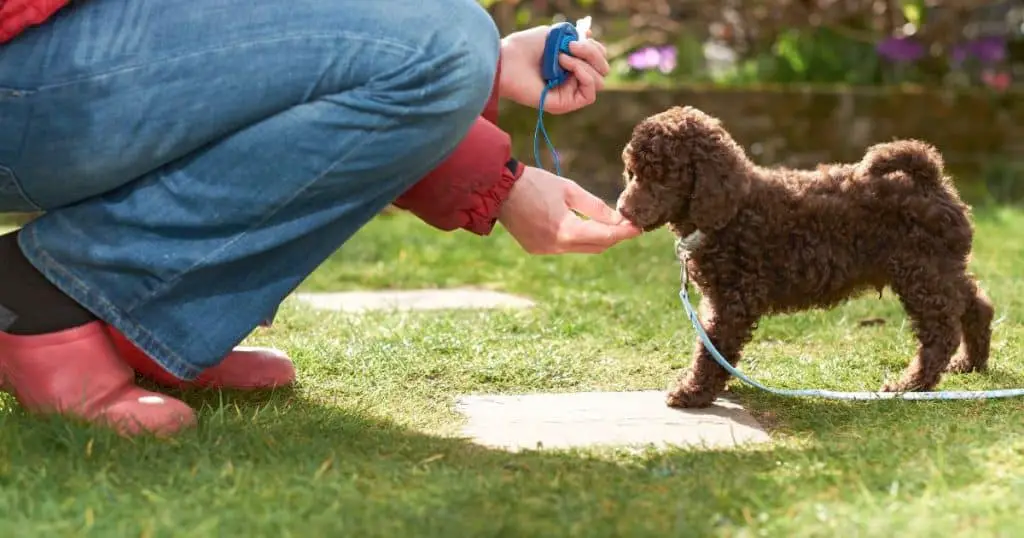 Rewarding Your Poodle Puppy - How to Train A Poodle Puppy